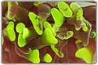 Mottled Green Hammer Coral-Branch